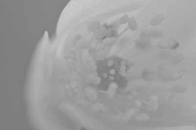 La douceur du blanc_4527529593_l.jpg